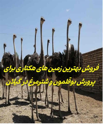 زمین هکتاری پرورش بوقلمون و شترمرغ گیلان