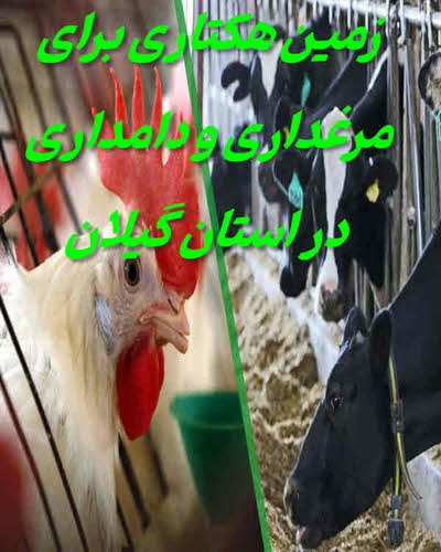 فروش زمین هکتاری مرغداری و دامداری گیلان